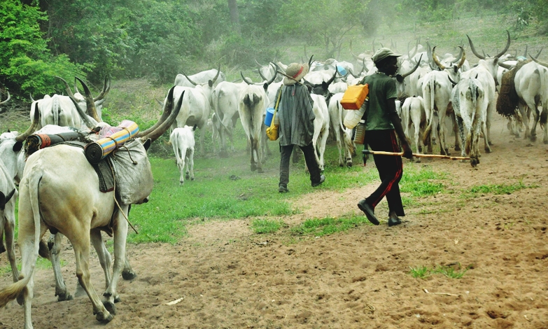 Fulani Herdsmen Grazing Indiscriminately