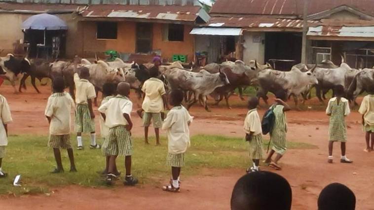 Herdsmen leads cows into School