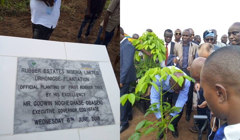 Edo State Governor, Mr. Godwin Obaseki Planting the first rubber tree at the Rubber Estates Nigeria Limited (RENL)’s Urhonigbe Rubber Plantation, in Orhionmwon Local Government Area, Edo State
