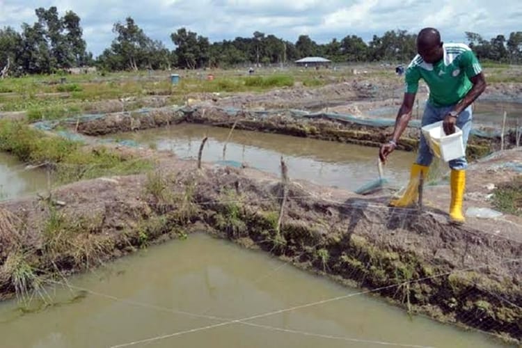Camp 74 Fish Farm