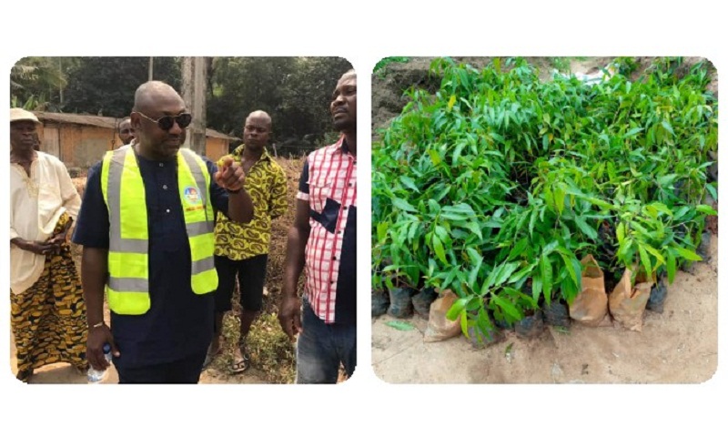 Tree Planting Embarked Upon By Hon Emmanuel Okpemagware Omuvwie In Sapele