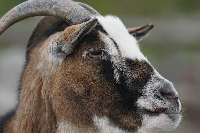 West African Dwarf Goat