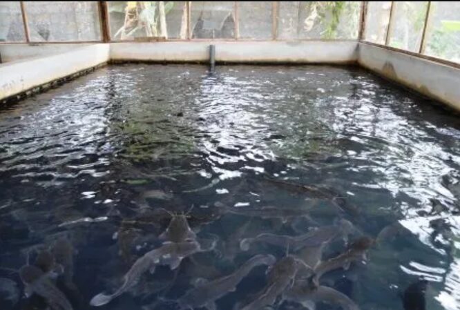 Fish Pond